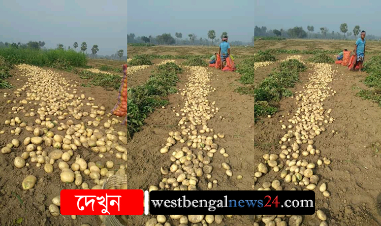 আলুর দাম না থাকায় মাথায় হাত হাওড়া জেলার আলুচাষীদের - West Bengal News 24