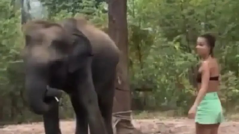 হাতির আঘাতে উড়ে গেল তরুণী (দেখুন সেই ভিডিও) - West Bengal News 24