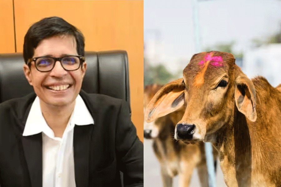 গরুর মূত্র এন্টিব্যাকটেরিয়াল! অসুখ সারাতে উপযোগী – বলছেন আইআইটি মাদ্রাজের ডিরেক্টর - West Bengal News 24