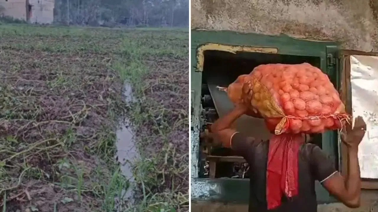 স্বস্তির শিলাবৃষ্টি, তবে অকালেই ‘মারা গেল’ আলু! - West Bengal News 24