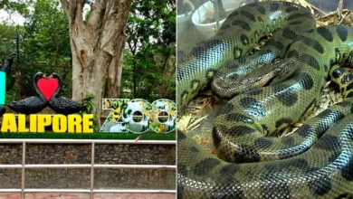 চিড়িয়াখানায় আসছে নতুন অতিথি, চেন্নাই থেকে সবুজ অ্যানাকোন্ডা পৌঁছবে কলকাতায় - West Bengal News 24