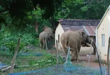অনাথ আশ্রমে ভোররাতে হাতির হানা, আতঙ্কে শিশু-কিশোর আবাসিকরা - West Bengal News 24