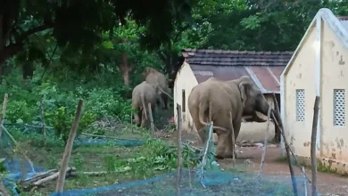 অনাথ আশ্রমে ভোররাতে হাতির হানা, আতঙ্কে শিশু-কিশোর আবাসিকরা - West Bengal News 24