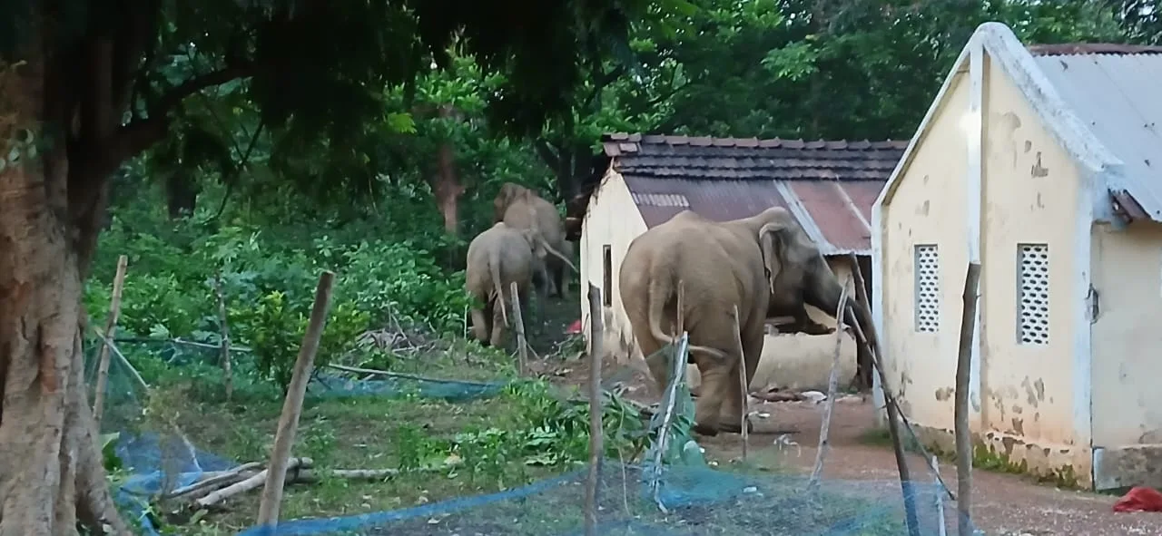 অনাথ আশ্রমে ভোররাতে হাতির হানা, আতঙ্কে শিশু-কিশোর আবাসিকরা - West Bengal News 24
