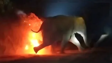 ঝাড়গ্রামে ফের হাতির উপর আগুনে হামলা, তদন্তে বনদফতর - West Bengal News 24