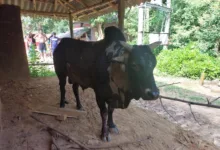 বল্লম বিদ্ধ অসুস্থ ষাঁড়ের পাশে লালগড় থানার পুলিশ ও গ্রামবাসী, অপারেশন করে বাঁচানো হল প্রাণ - West Bengal News 24
