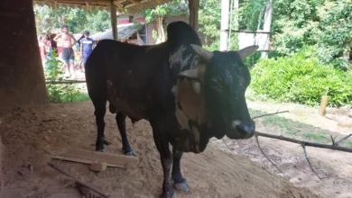 বল্লম বিদ্ধ অসুস্থ ষাঁড়ের পাশে লালগড় থানার পুলিশ ও গ্রামবাসী, অপারেশন করে বাঁচানো হল প্রাণ - West Bengal News 24