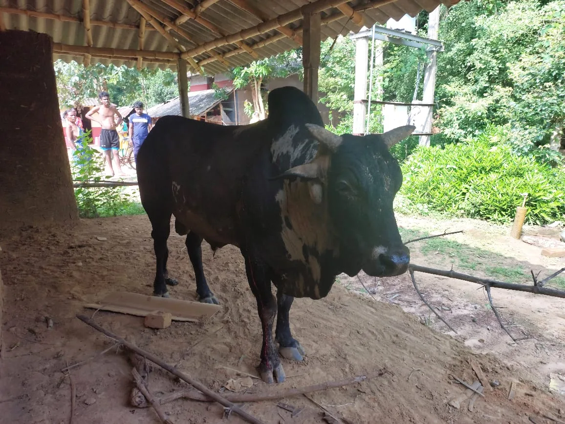 বল্লম বিদ্ধ অসুস্থ ষাঁড়ের পাশে লালগড় থানার পুলিশ ও গ্রামবাসী, অপারেশন করে বাঁচানো হল প্রাণ - West Bengal News 24