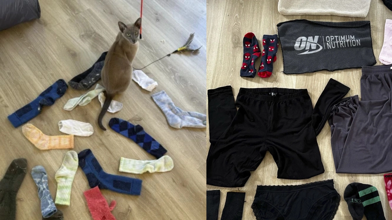 অন্তর্বাসসহ নানা পণ্য চুরি করাই এই বিড়ালের নেশা - West Bengal News 24