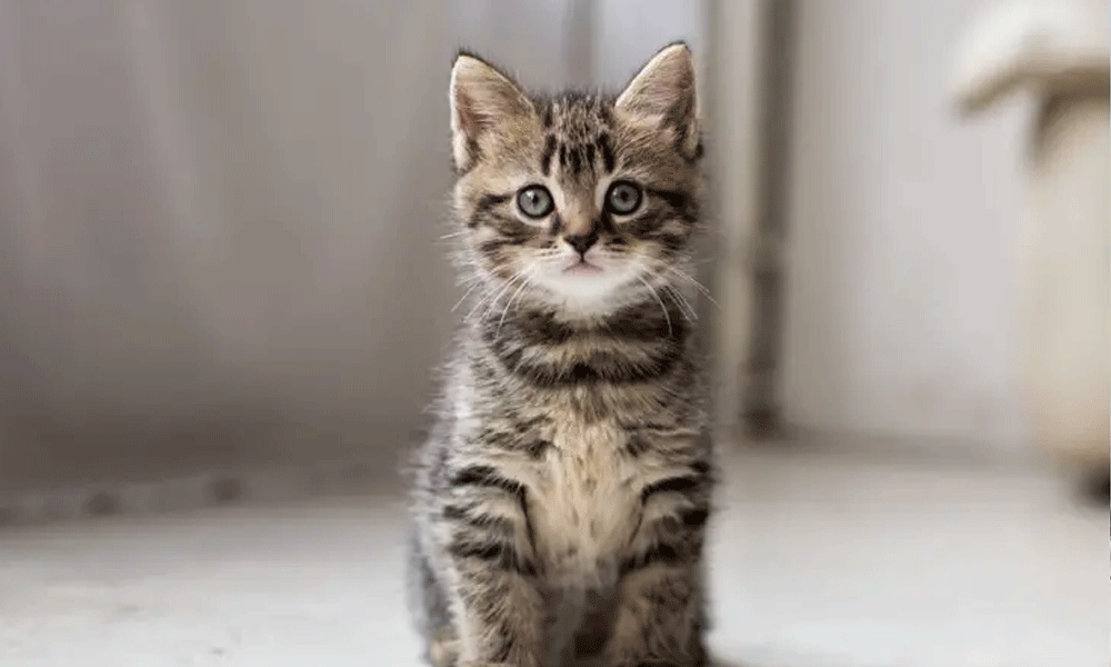 বৃদ্ধের সব সম্পত্তি এক বিড়ালের নামে - West Bengal News 24 বৃদ্ধের সব সম্পত্তি এক বিড়ালের নামে - West Bengal News 24