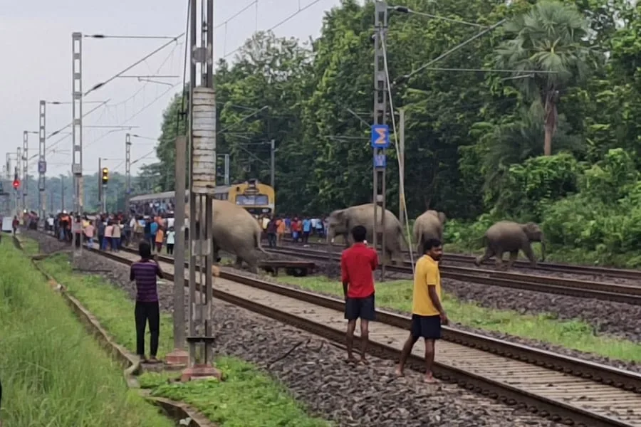 Jhargram Elephant News : আগাম সতর্কবার্তার পরও রেলের গাফিলতি! জনশতাব্দীর ধাক্কায় ঝাড়গ্রামে ৩ হাতির মর্মান্তিক মৃত্যু, ক্ষুব্ধ বন দফতর - West Bengal News 24 Jhargram Elephant News : আগাম সতর্কবার্তার পরও রেলের গাফিলতি! জনশতাব্দীর ধাক্কায় ঝাড়গ্রামে ৩ হাতির মর্মান্তিক মৃত্যু, ক্ষুব্ধ বন দফতর - West Bengal News 24