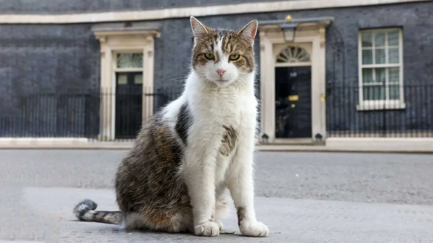 ব্রিটিশ প্রধানমন্ত্রীর কার্যালয়ে ১৫ বছর ধরে ‘চিফ মাউজারের’ দায়িত্ব পালন করছে যে বিড়াল - West Bengal News 24