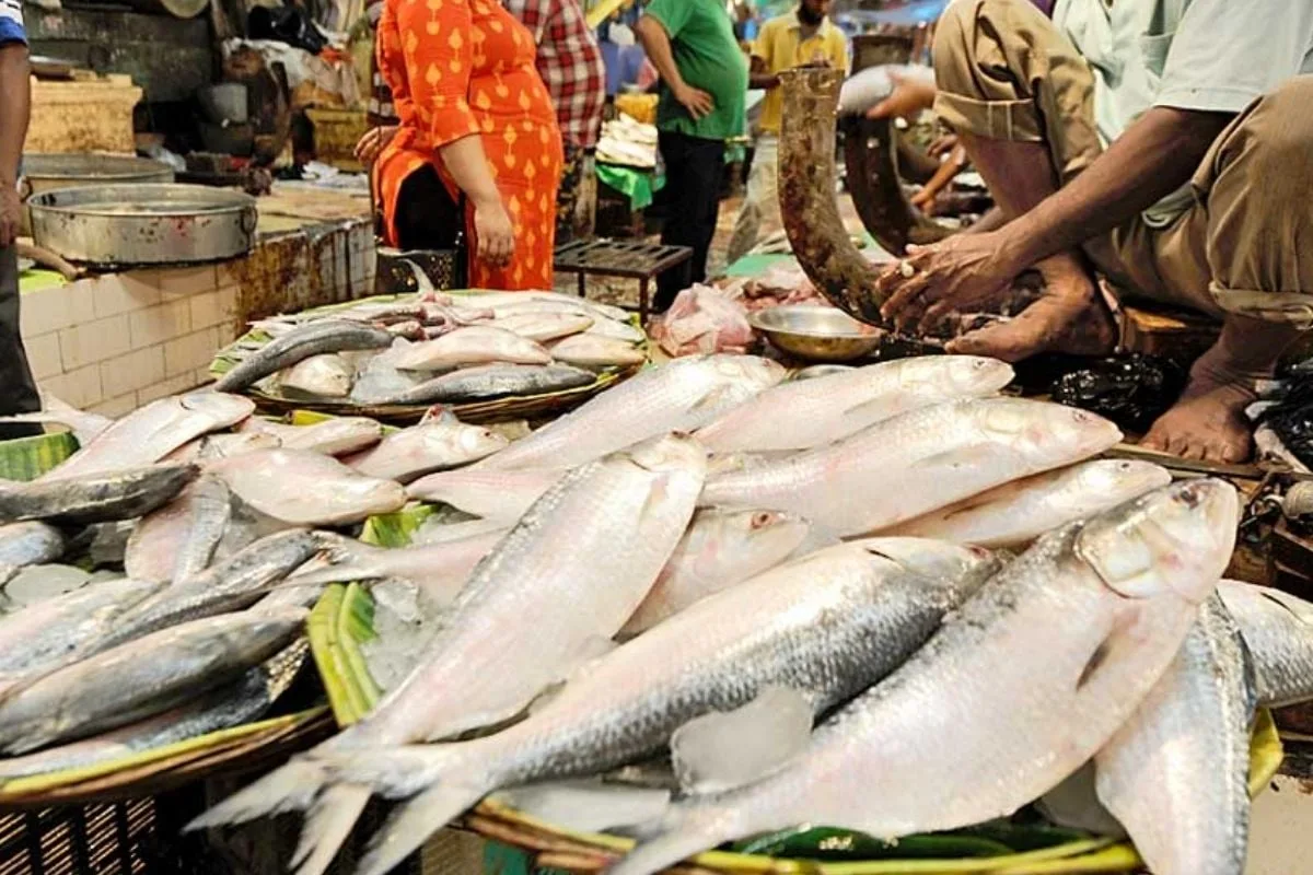 পদ্মার ইলিশ এসে গেল কলকাতায়, পুজোর আগে বাঙালির জন্য সুখবর - West Bengal News 24