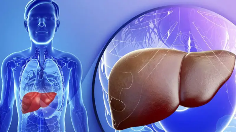 3 things you must do to keep your liver healthy : লিভার ভালো রাখার জন্য যে ৩টি কাজ আপনাকে করতেই হবে - West Bengal News 24