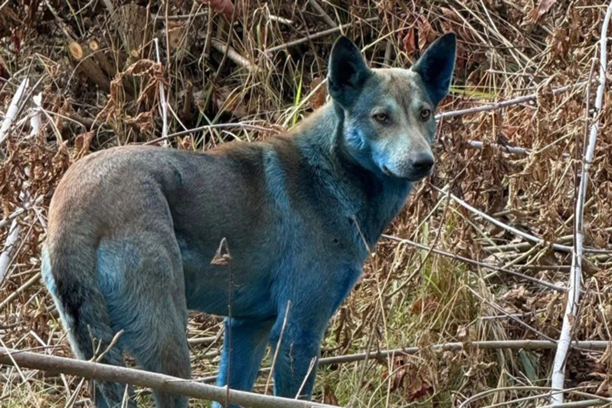 নীল রঙের কুকুর! বিজ্ঞানীরাও হতবাক - West Bengal News 24
