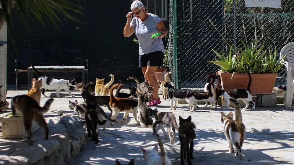 Person in a gray shirt and shorts among a large group of cats outdoors near a fence, in a sunny yard to one side of a planter.