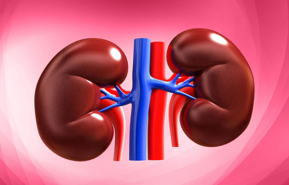 কিভাবে বুঝবেন কিডনিতে পাথর জমছে কিনা - West Bengal News 24