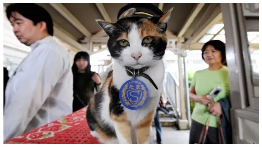 স্টেশনমাস্টারের দায়িত্বে বিড়াল! - West Bengal News 24