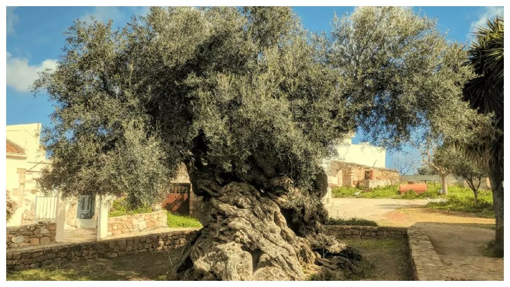 হাজার বছর হলেও যে গাছে এখনও ফল ধরে - West Bengal News 24