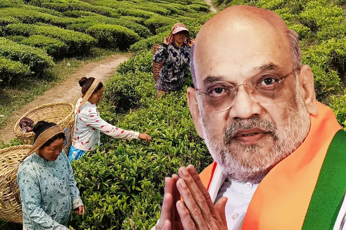 সংকটে দার্জিলিং চা শিল্প, নির্বাচনের মুখে নতুন প্রতিশ্রুতি অমিত সাহ-র - West Bengal News 24